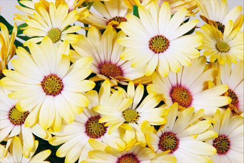 Foto fiore da  Vaso e aiola Osteospermum Tradewinds® Yellow White