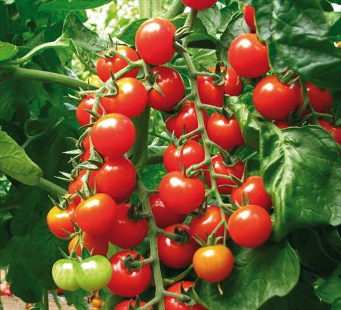 Foto fiore da  Vaso, aiuola, balcone Solanum lycopersicum (pomodoro) ciliegino dolce