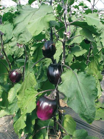 photo of flower to be used as: Pot, bedding, patio Solanum melongena (melanzana) tonda violetta di Firenze F1
