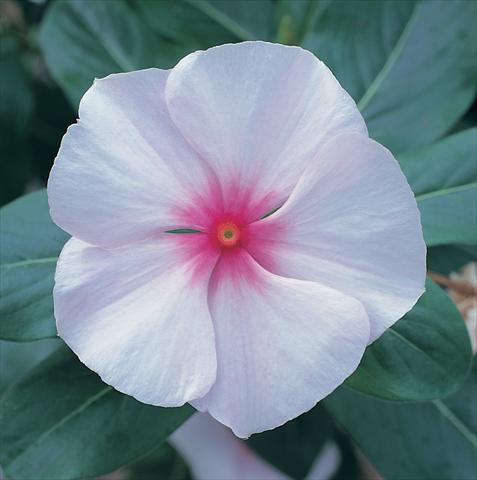 Foto fiore da  Aiuola e/o bordura Catharanthus roseus - Vinca Vitesse Strawberry Twist