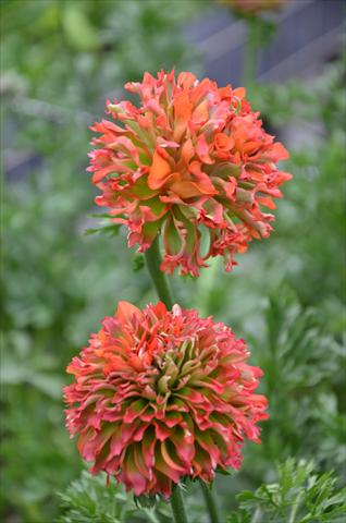 photo of flower to be used as: Pot and bedding Ranunculus asiaticus Pon-Pon® Flora