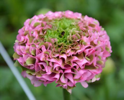photo of flower to be used as: Pot and bedding Ranunculus asiaticus Pon-Pon® Morgana