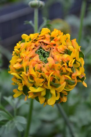 photo of flower to be used as: Pot and bedding Ranunculus asiaticus Pon-Pon® Stella