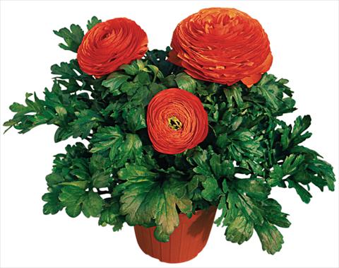 photo of flower to be used as: Pot and bedding Ranunculus asiaticus Pratolino® Arancio