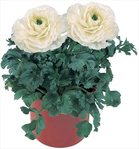 photo of flower to be used as: Pot and bedding Ranunculus asiaticus Pratolino® Bianco