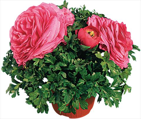 photo of flower to be used as: Pot and bedding Ranunculus asiaticus Pratolino® Rosa scuro