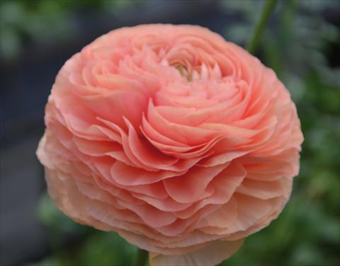 Foto fiore da  Vaso e aiola Ranunculus asiaticus Success® Tropico