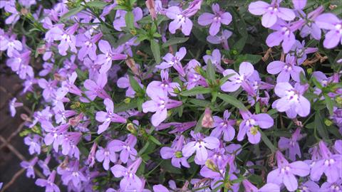 Foto fiore da  Vaso, aiuola, balcone, basket Lobelia California® Lilac