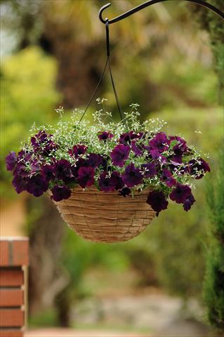 Foto fiore da  Vaso, aiuola, balcone 2 Combo Fuseables® Glitz Euphorbia EW Burgundy Mix