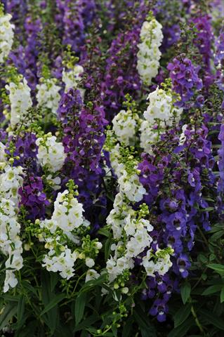 Foto fiore da  Vaso, aiuola, balcone, basket Angelonia angustifolia Serena™ Mix