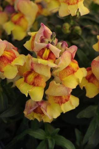 photo of flower to be used as: Pot and bedding Antirrhinum majus Snapshot Sunset