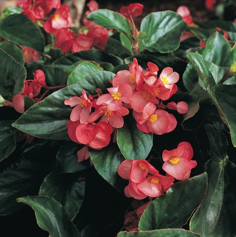 photo of flower to be used as: Bedding pot or basket Begonia hybrida Dragon Wing Pink