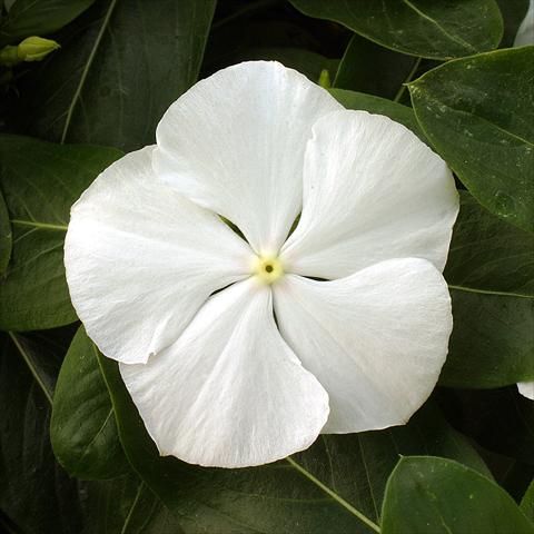 Foto fiore da  Aiuola e/o bordura Catharanthus roseus - Vinca Vitesse White