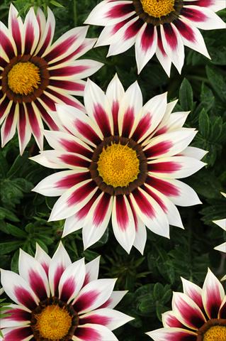 Foto fiore da  Aiuola e/o bordura Gazania rigens New Day F1 Rose Stripe