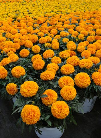 Foto fiore da  Basket vaso o aiuola Tagetes erecta Taishan