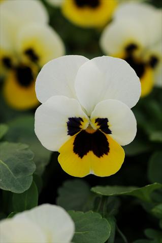 Foto fiore da  Vaso e aiola Viola cornuta Sorbet™ XP Lemon Ice Blotch