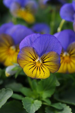 Foto fiore da  Vaso e aiola Viola cornuta Sorbet™ XP Morpho