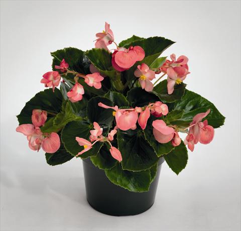 Foto fiore da  Basket vaso o aiuola Begonia Big Pink Green Leaf