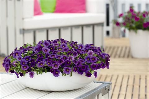 photo of flower to be used as: Bedding pot or basket Calibrachoa Calipetite Blue Imp