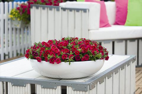 photo of flower to be used as: Bedding pot or basket Calibrachoa Calipetite Red Imp