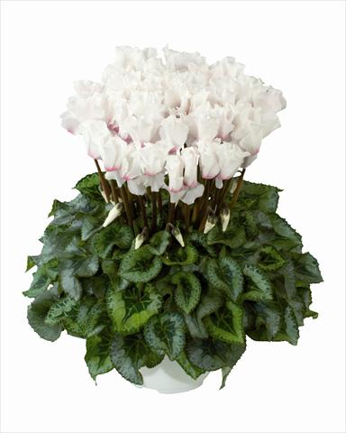 Foto fiore da  Basket o vaso Cyclamen persicum Cana White Frangee Oeil Clair n56