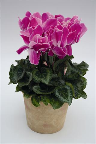 Foto fiore da  Basket o vaso Cyclamen persicum Maxora 7078 Purple Flame