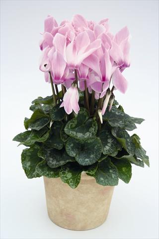 Foto fiore da  Basket o vaso Cyclamen persicum Maxora 7099 Lilac Flame