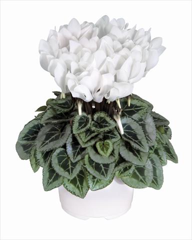 Foto fiore da  Basket o vaso Cyclamen persicum Metis Blanc Pur Decora