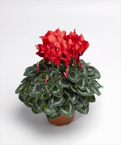 Foto fiore da  Vaso Cyclamen persicum Sierra Synchro Scarlet South