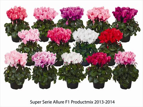 Foto fiore da  Basket o vaso Cyclamen persicum Super Serie Allure F1 Productmix