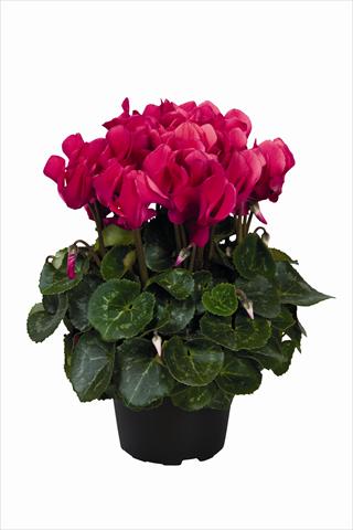 Foto fiore da  Basket o vaso Cyclamen persicum Super Serie Allure F1 Wine Red HR