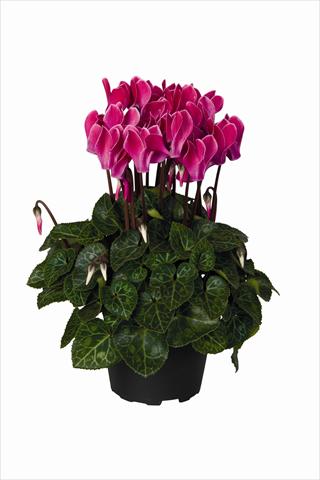 Foto fiore da  Basket o vaso Cyclamen persicum Super Serie Verano F1 Wine Red Flamed HR