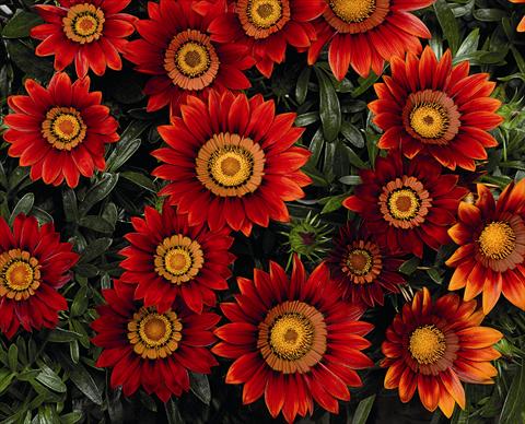 Foto fiore da  Basket vaso o aiuola Gazania Big Maggy Red