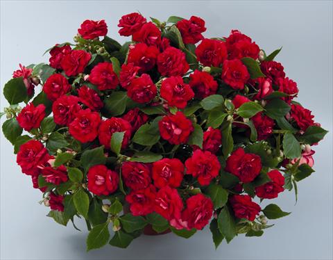 Foto fiore da  Basket vaso o aiuola Impatiens walleriana Musica Elegant Red ID 9-6131(2010)