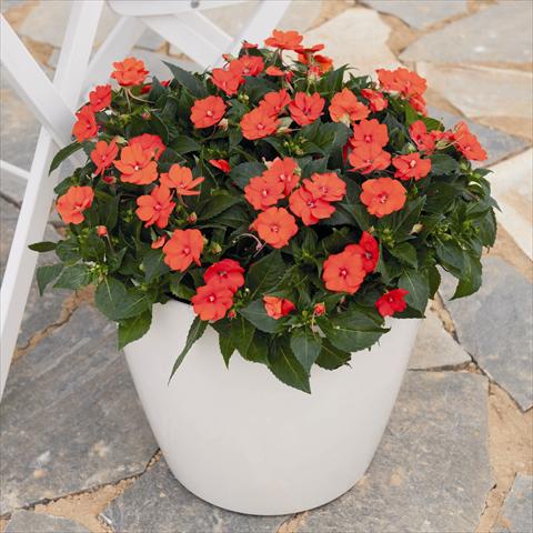 Foto fiore da  Basket vaso o aiuola Impatiens x hybrida Sunpatiens compact electric orange