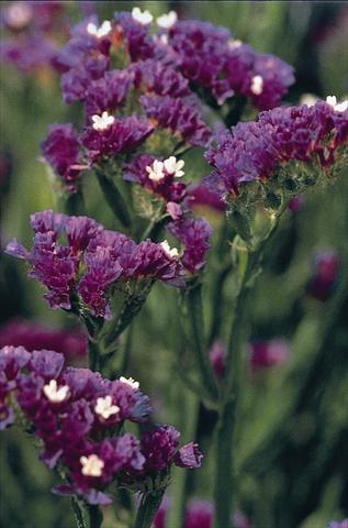 Foto fiore da  Vaso e aiola Limonium Fury Dark Blue