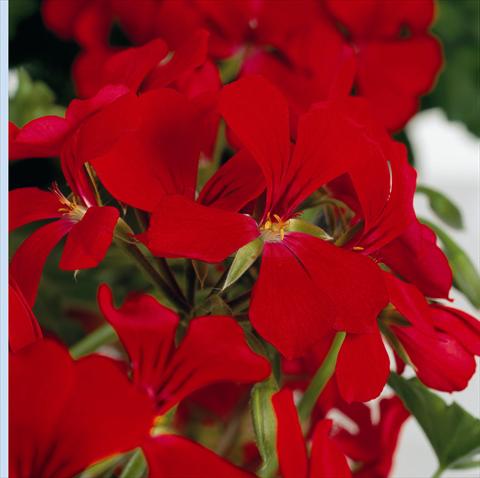 Foto fiore da  Vaso e aiola Pelargonium peltatum RB Red