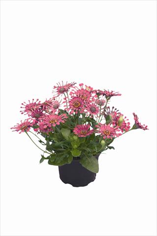 photo of flower to be used as: Bedding / border plant Osteospermum Astra Purple Spoon