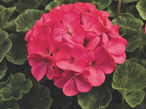 photo of flower to be used as: Pot and bedding Pelargonium x hortorum F.1 Maverick Rose M