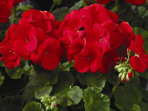 Foto fiore da  Vaso e aiola Pelargonium x hortorum F.1 Maverick Scarlet O