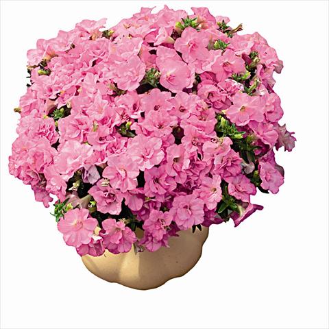 Foto fiore da  Basket vaso o aiuola Petunia pendula Surfinia Double Dark Pink 2657