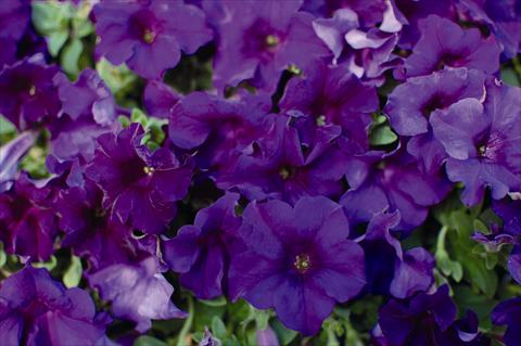 Foto fiore da  Basket vaso o aiuola Petunia pendula Surfinia Velvet Blue