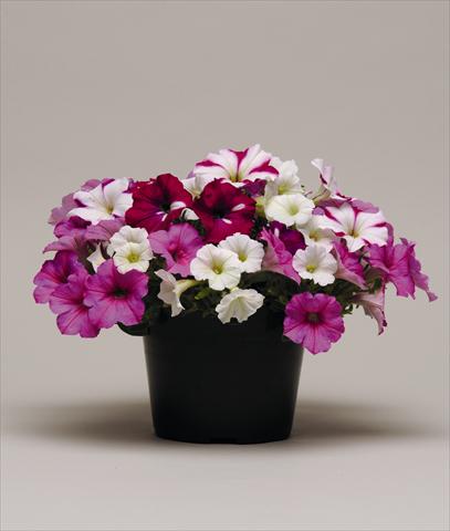 Foto fiore da  Basket vaso o aiuola Petunia x hybrida Colorsgames Tray 2 Strawberry Pie