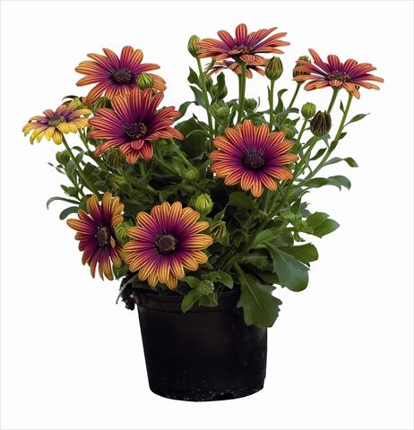 Foto fiore da  Aiuola e/o bordura Osteospermum Astra Outback Purple