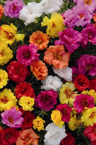 Foto fiore da  Basket vaso o aiuola Portulaca Spritz Mix