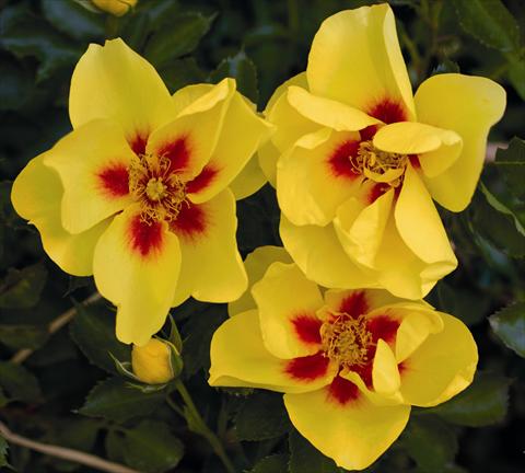 photo of flower to be used as: Pot and bedding Rosa rampicante Eyeconic® Meipouzmoi