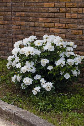 Foto fiore da  Vaso e aiola Rosa rampicante White Knock Out® Radwhite