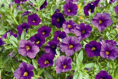 Foto fiore da  Basket vaso o aiuola Calibrachoa Lindura Purple 2015