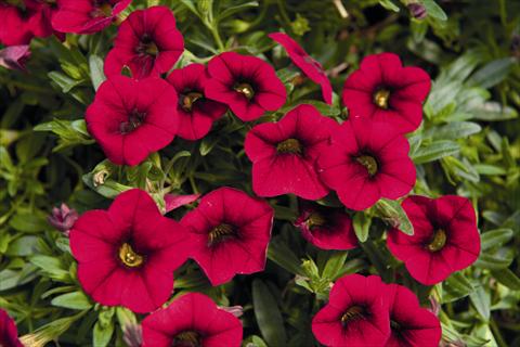 Foto fiore da  Basket vaso o aiuola Calibrachoa Lindura Red 2015