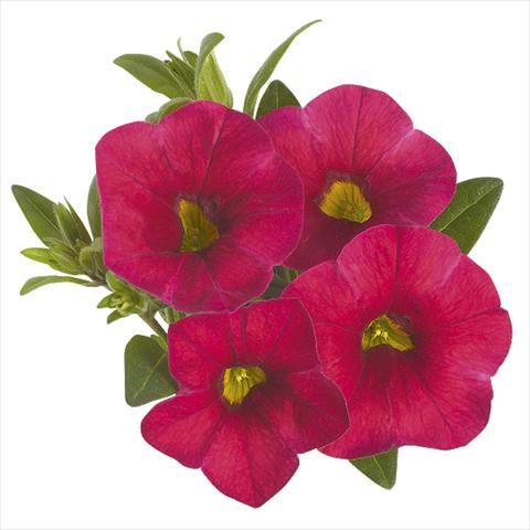 Foto fiore da  Basket vaso o aiuola Calibrachoa Super Cherry Red